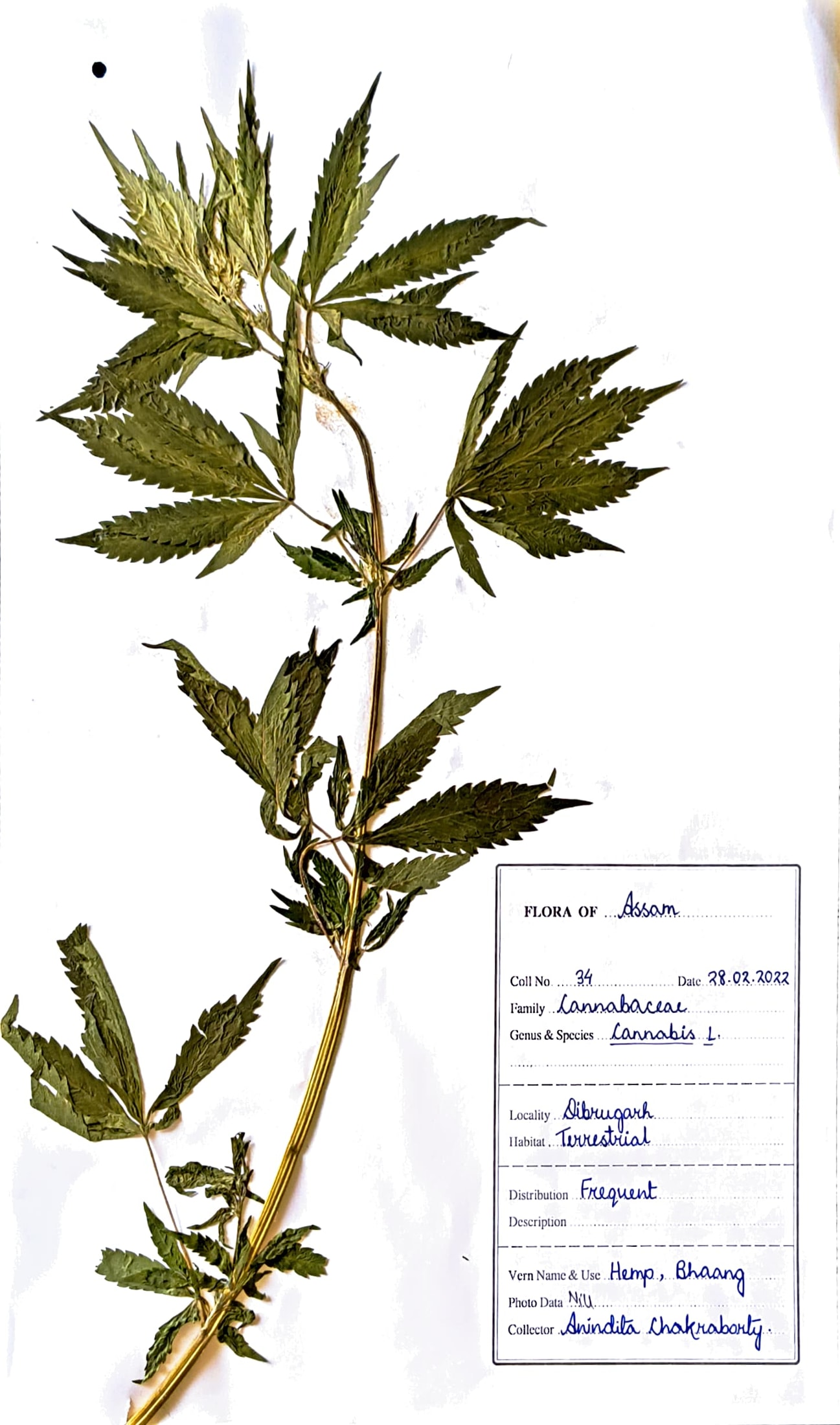 Ganja (Ass.) (Herbarium)